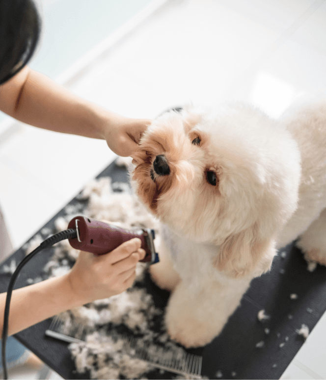 VIP treatment for your pet